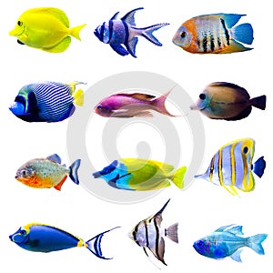 Tropical fish collection