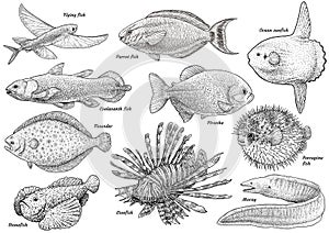 Tropical fish collection illustration, drawing, engraving, ink, line art, vector photo
