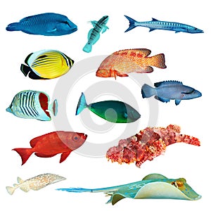 Tropical fish collection
