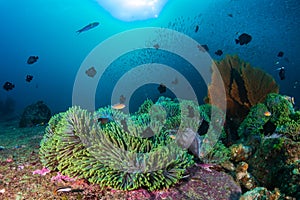 Tropical fish on a colorful, healthy coral reef in Thailand`s Andaman Sea