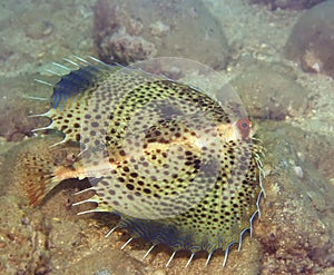 Tropical fish Commonhelmet Gurnard