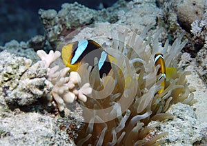 Tropical fish and coral