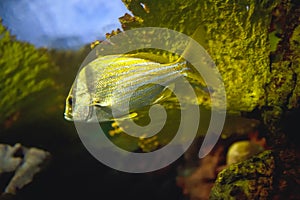 Tropical fish and coral