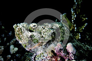 Tropical fish and coral