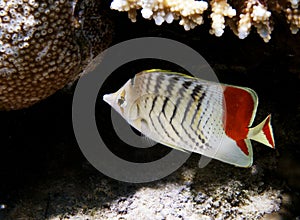 Tropical fish and coral