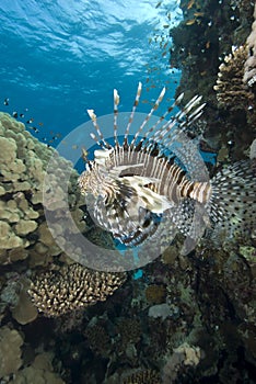 Tropical fish and coral reef