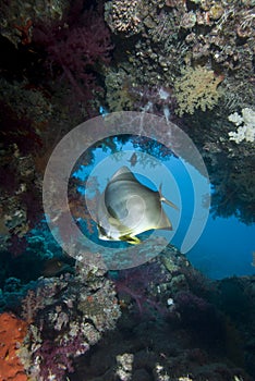 Tropical fish and Coral Reef.