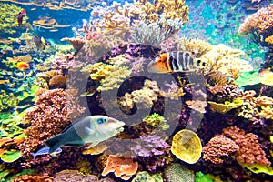 Tropical fish and coral reef