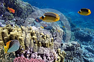 Tropical Fish on coral reef