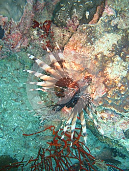 Tropical fish in coral reef