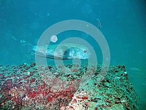 Tropical fish and coral reef