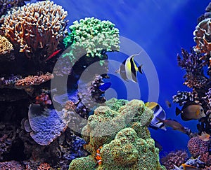 Tropical fish and coral reef