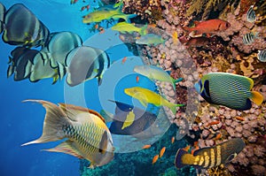 Tropical Fish and Coral Reef