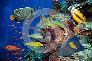 Tropical Fish and Coral Reef