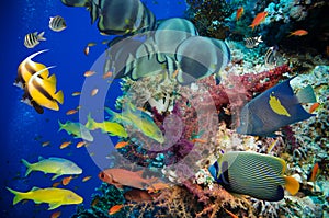 Tropical Fish and Coral Reef