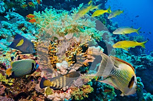 Tropical Fish and Coral Reef