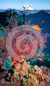 Tropical Fish and Coral Reef