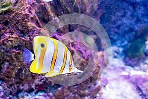 Tropical fish coral reef dweller