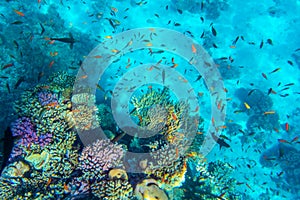 Tropical Fish on coral reef in Ras Mohammed national park