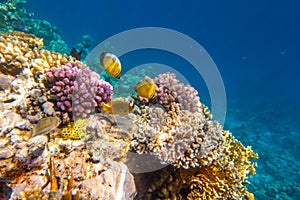 Tropical Fish on coral reef in Ras Mohammed national park photo