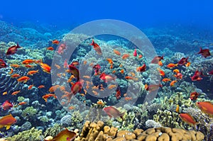 Tropical Fish and Coral Reef, Red Sea,