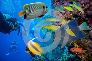 Tropical Fish and Coral Reef photo