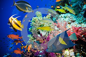 Tropical Fish and Coral Reef photo