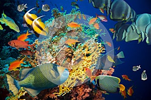 Tropical Fish and Coral Reef photo