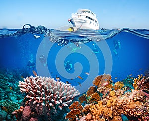 Tropical Fish and Coral Reef photo