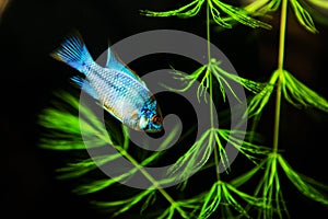 Tropical Fish on a coral reef underwater