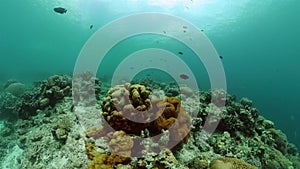 Tropical fish and coral reef, underwater scene.