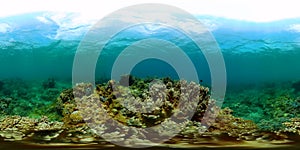 Coral reef underwater with fish. photo