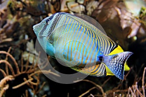 Tropical fish in coral reefs