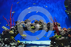 Tropical fish and corals in aquarium