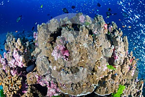 Tropical fish and corals on a fragile coral reef system in Asia