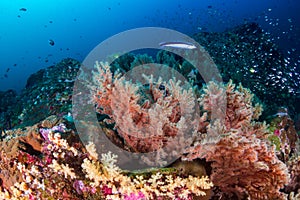 Tropical fish and corals on a fragile coral reef system in Asia