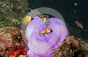 Tropical fish and corals underwater on Maldive islands