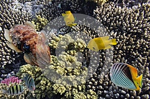 Tropical fish and Hard corals