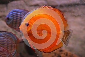 Tropical fish discus (Symphysodon)