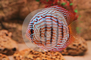 Tropical fish discus (Symphysodon)