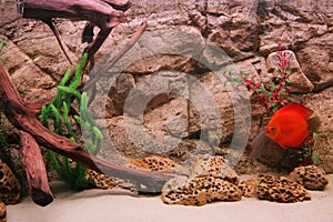 Tropical fish discus (Symphysodon)