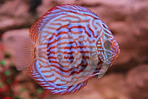 Tropical fish discus (Symphysodon)