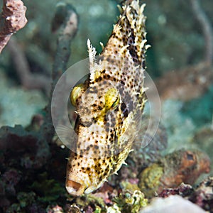 Tropical fish Filefish