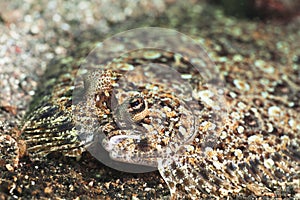 Tropical fish Flatfish photo