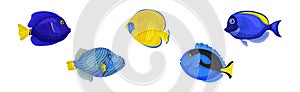 Tropical Fish for Freshwater and Saltwater Aquarium Vector Set