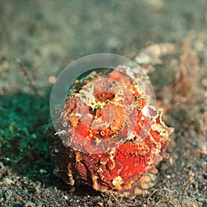 Tropical fish frogfish