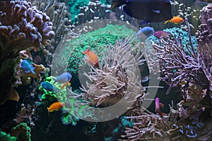 Tropical fish at the Great Barrier Reef.