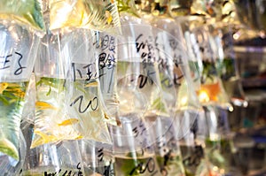 Tropical fish hanging in bags at Tung Choi Street goldfish market, Hong Kong