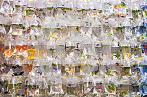 Tropical fish hanging in plastic bags at the Mong Kok goldfish market, Tung Choi Street, Hong Kong