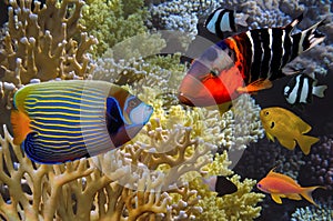 Tropical fish and Hard corals in the Red Sea